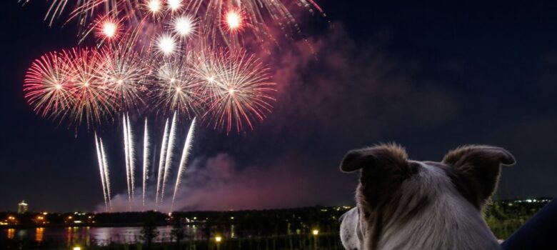 Chien observant à distance un feu d’artifice au-dessus d’un plan d’eau